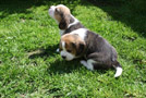 Beaglwelpen auf der Wiese